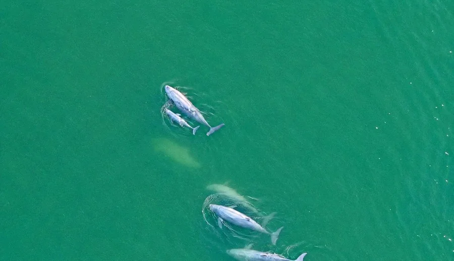 Irrawaddy dolphins in the Mekong River near Stung Treng